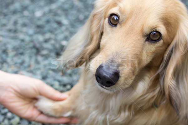 Prietenie uman câine strangere de mana laba Imagine de stoc © Melpomene