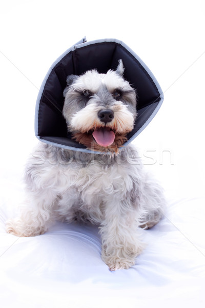 [[stock_photo]]: Schnauzer · cône · miniature · autour · cou · sourire