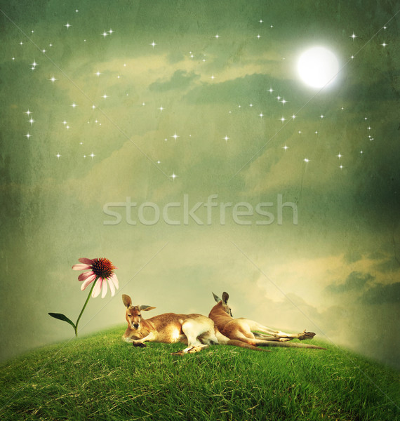 Kangaroo couple relaxing on hilltop Stock photo © Melpomene