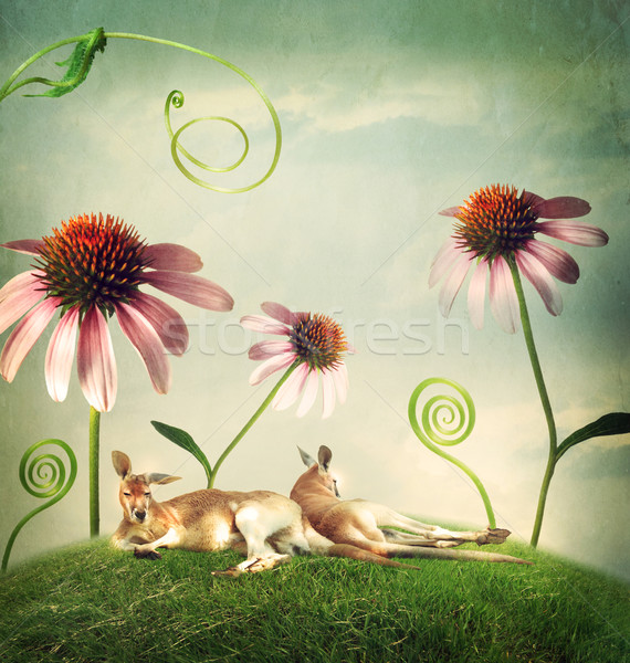Kangaroo couples napping under flowers Stock photo © Melpomene