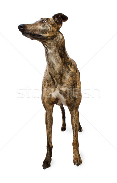 Standing Greyhound Isolated on White Stock photo © Melpomene