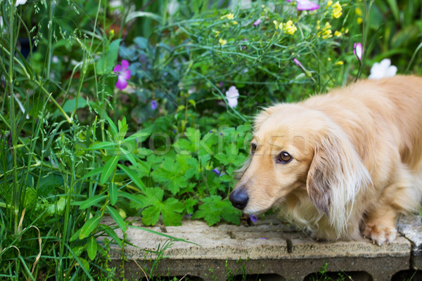 Miniatura parul lung dachshund gradina de flori floare Imagine de stoc © Melpomene