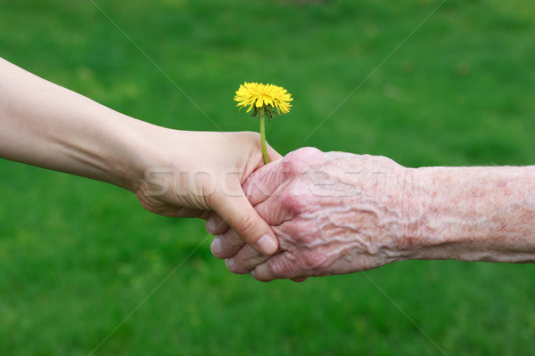 Foto stock: Jóvenes · manos · diente · de · león · amarillo