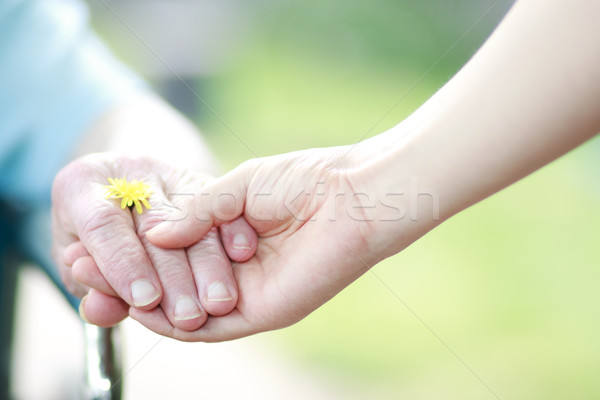 Stok fotoğraf: Somun · kolaj · fındık · gıda · doğa