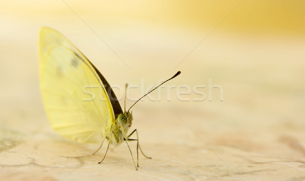 Small white butterfly Stock photo © Melpomene