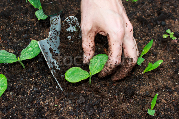 Fiatal növények növekvő fallabda kéz munka Stock fotó © Melpomene