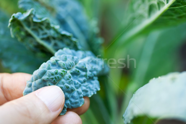 Growing Kale  Stock photo © Melpomene