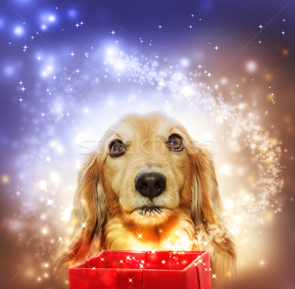 Dachshund opening a magic box Stock photo © Melpomene