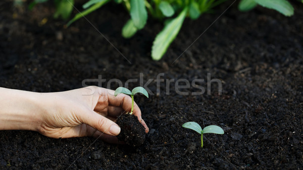Planting a young cucumber plant in the garden  Stock photo © Melpomene
