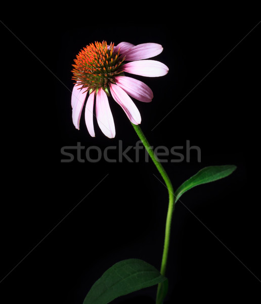 Echinacea Flower isolated on black backdrop Stock photo © Melpomene