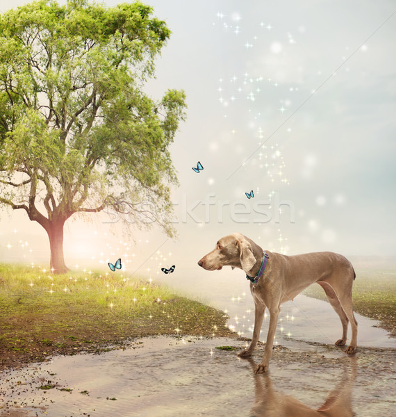 Dog and butterfies at a magical brook Stock photo © Melpomene