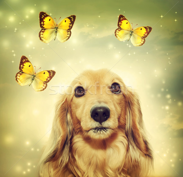 Dachshund dog with butterflies Stock photo © Melpomene