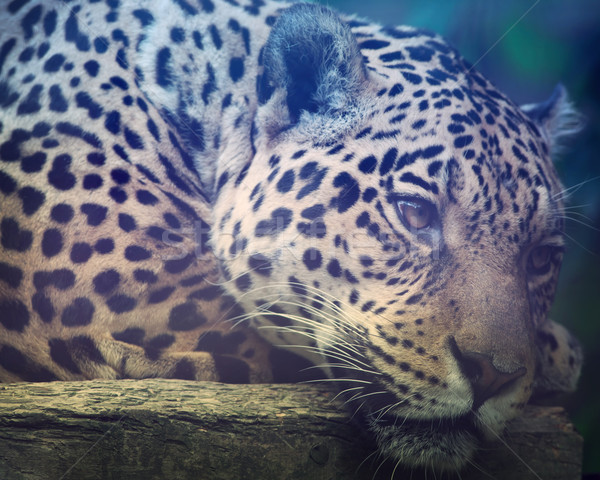 Foto stock: Jaguar · retrato · tiro · cara · forestales