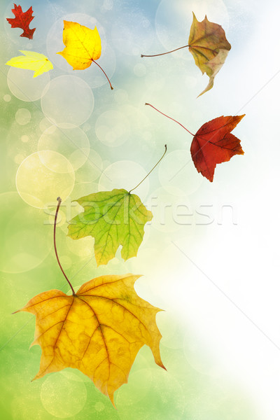 Autumn leaves on soft color background Stock photo © Melpomene