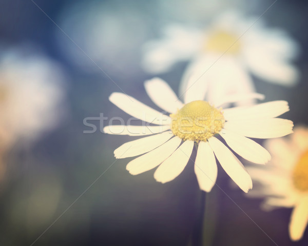 Chamomile Flower Close Up Stock photo © Melpomene