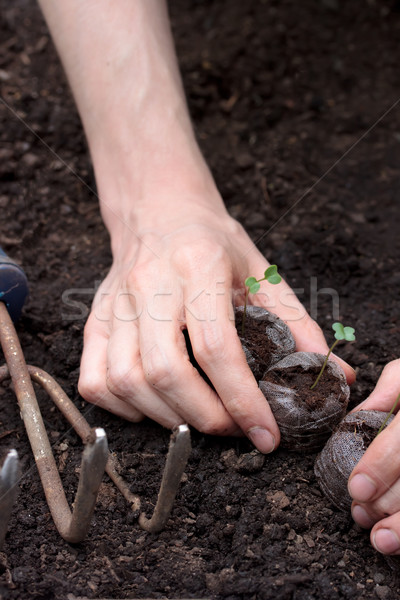 Jonge planten bodem handen voorjaar Stockfoto © Melpomene