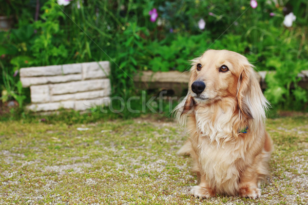 Dachshund With Long Hair Outdoors Stock Photo C Melpomene