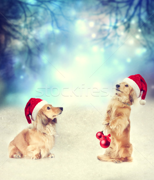 Dwa jamnik psów Święty mikołaj wraz Zdjęcia stock © Melpomene