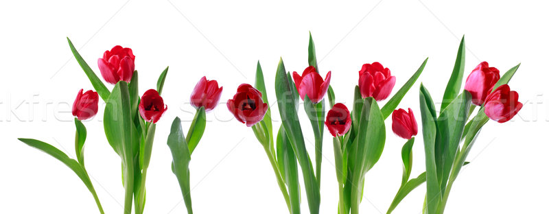 Red horizontal tulip banner Stock photo © Melpomene