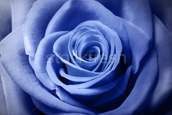 красивой голубой закрывается изображение цветок Сток-фото © Melpomene