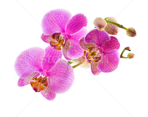 Phalaenopsis isolated on wite Stock photo © MichaelVorobiev