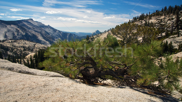 Pont panorámakép kilátás Yosemite USA fa Stock fotó © MichaelVorobiev