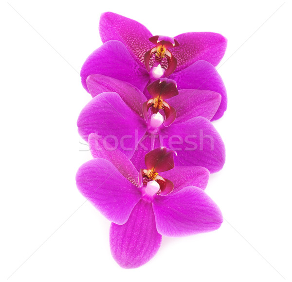 Orchids Stock photo © MichaelVorobiev