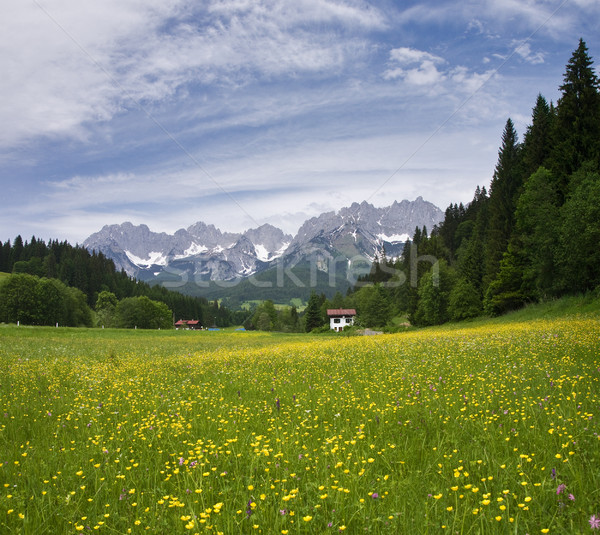 Alpi camp de flori cer floare copac iarbă Imagine de stoc © MichaelVorobiev