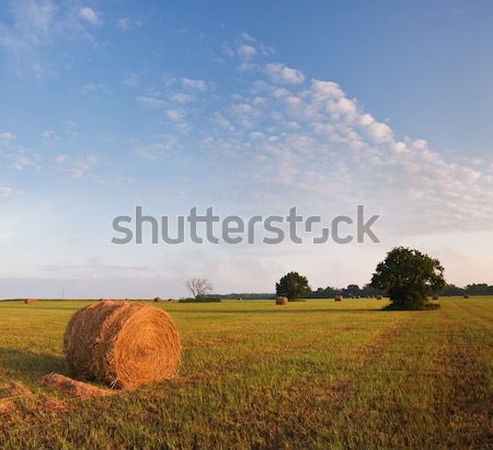 Trawy Kansas wieczór słońce świetle Zdjęcia stock © MichaelVorobiev