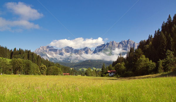 Góry alpy panoramiczny widoku kwiat drewna Zdjęcia stock © MichaelVorobiev