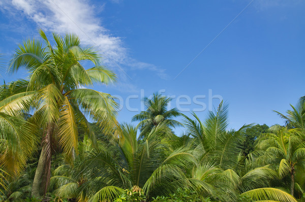 Niebo palmy Błękitne niebo wiele zielone drzewo Zdjęcia stock © MichaelVorobiev
