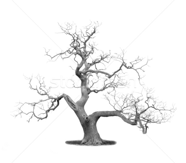 枯れ木 孤立した 白 木材 ストックフォト © MichaelVorobiev