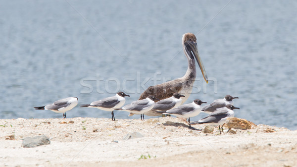 Brown pelican (Pelecanus occidentalis) sitting between Laughing  Stock photo © michaklootwijk