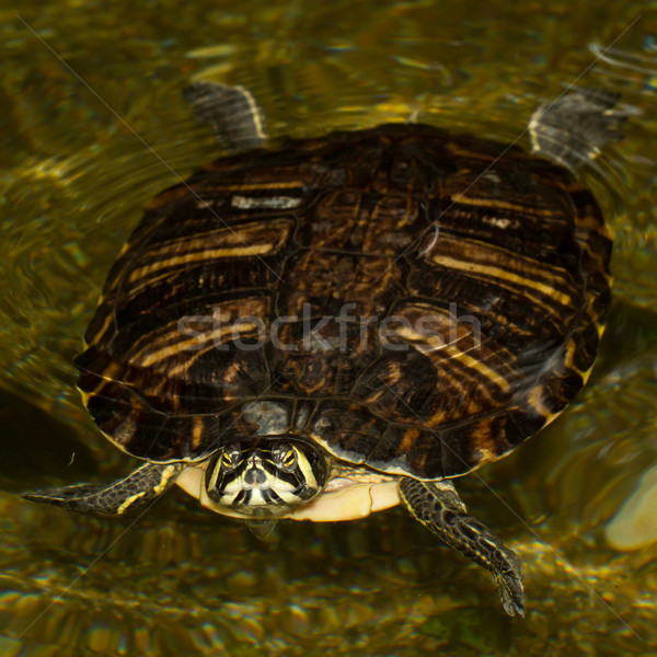 Teich Schwimmen Gesicht Natur funny Stock foto © michaklootwijk