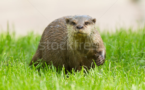 Wet otter is standing in the green grass Stock photo © michaklootwijk