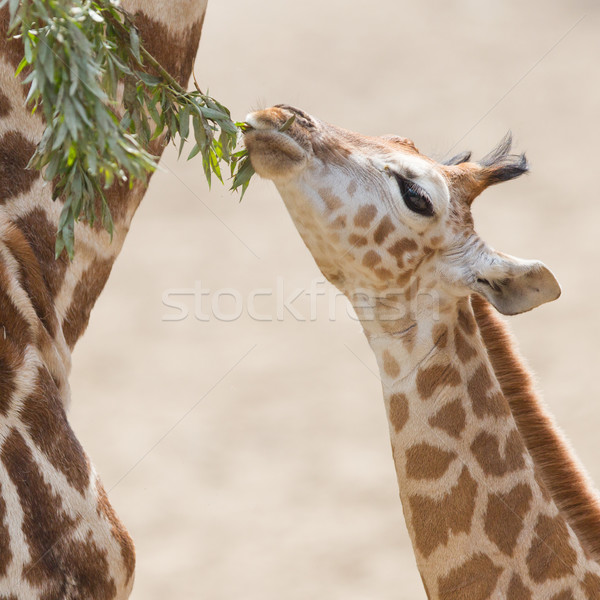 Young giraffe eating Stock photo © michaklootwijk