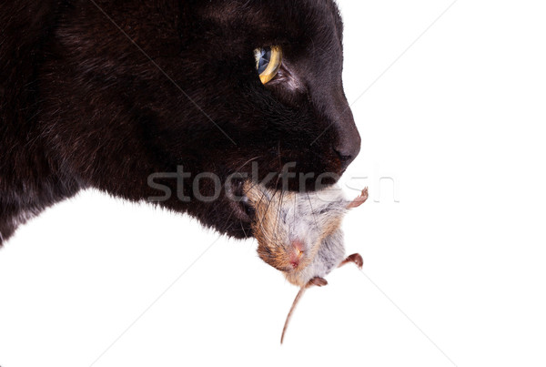 ストックフォト: 黒猫 · 餌食 · 死んだ · マウス · 顔