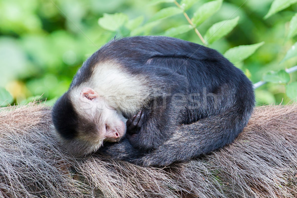 Capuchin monkey (Cebus capucinus) Stock photo © michaklootwijk
