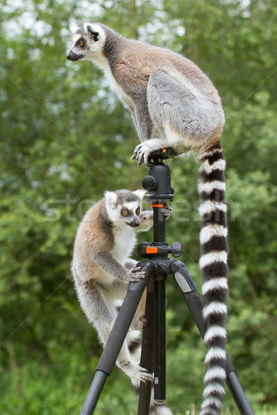 Ring-tailed lemurs sitting on tripod Stock photo © michaklootwijk