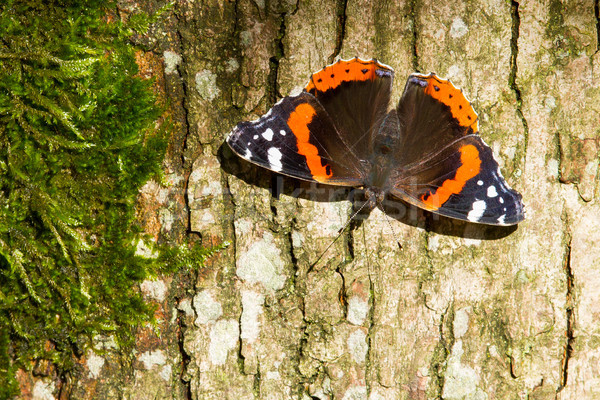 Stock foto: Rot · Schmetterling · Baum · Moos · Blumen · Natur