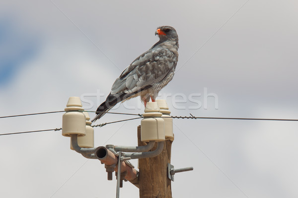 Pale-Chanting Goshawk resting on a pole Stock photo © michaklootwijk