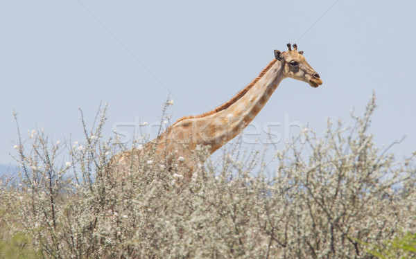 Giraffe Namibia Park Afrika Natur Körper Stock foto © michaklootwijk