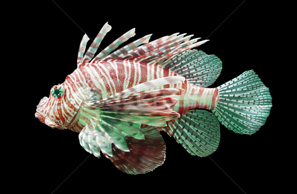 Pterois volitans, Lionfish - Isolated on black Stock photo © michaklootwijk
