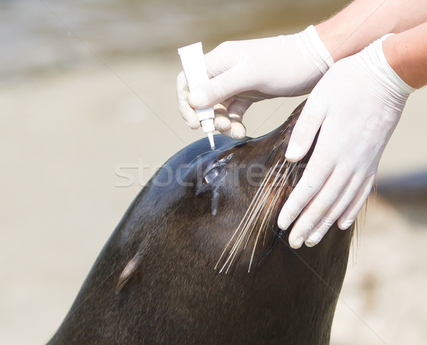 Adult sealion being treated (eye) Stock photo © michaklootwijk