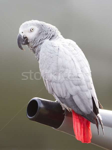 African Grey Parrot (Psittacus erithacus) Stock photo © michaklootwijk