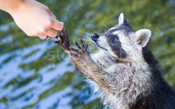 Stock photo: Racoon begging for food