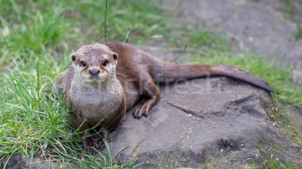 Otter is playing in the grass Stock photo © michaklootwijk