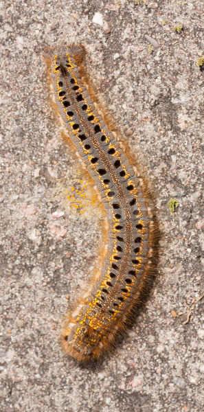 A caterpillar  Stock photo © michaklootwijk