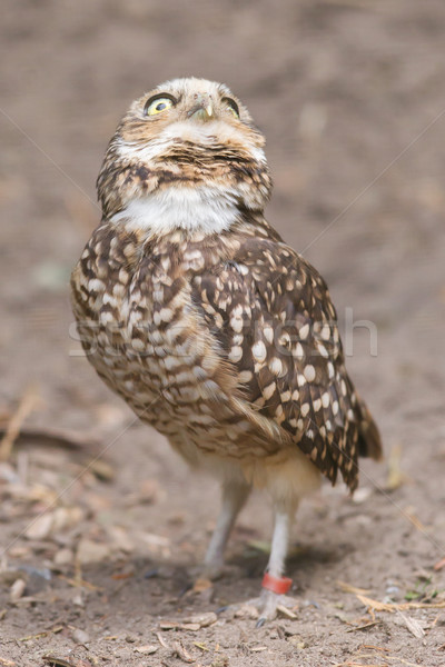 Burrowing owl (Athene cunicularia) in captivity Stock photo © michaklootwijk