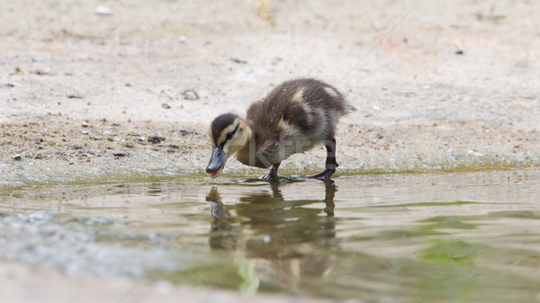 Pequeño aire libre agua patito naturales habitat Foto stock © michaklootwijk